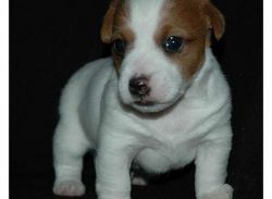  Bella Cuccioli Di Jack Russell